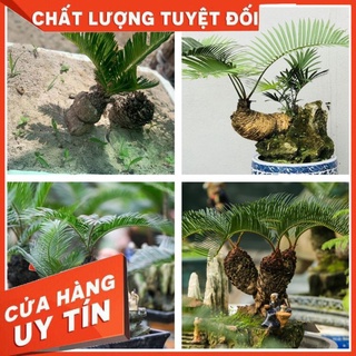 Phôi cây thiên tuế rừng trồng tiểu cảnh, hòn non bộ, san vườn rất dễ sống