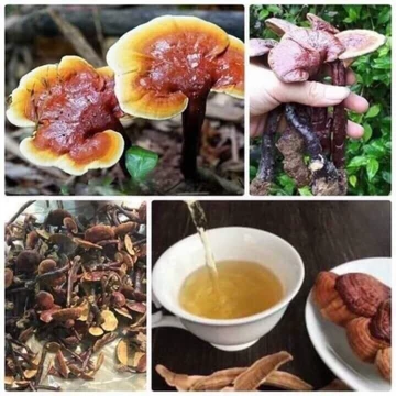 Nấm LIM XANH rừng tự nhiên [0,25-0,5-1kg]