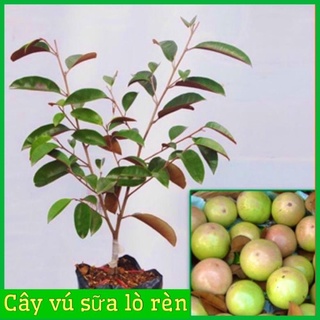Cây giống vú sữa tím lò rèn quả to ít hạt vị thơm ngọt( cây ghép ) .