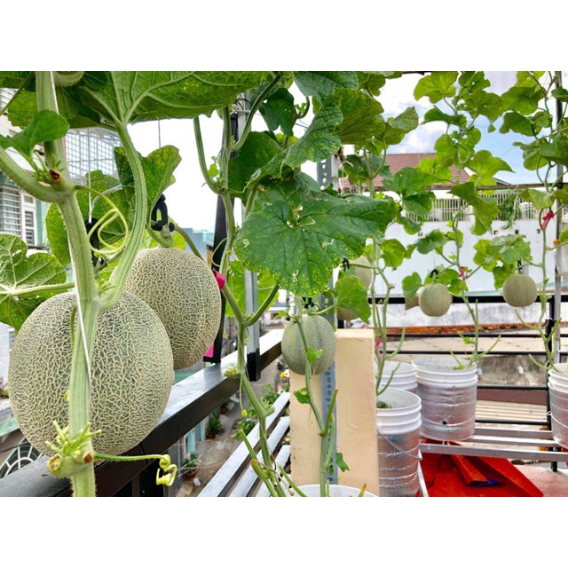 HẠT GIỐNG DƯA LƯỚI DA XANH GREENMAN F1  - NONG TRAI XANH