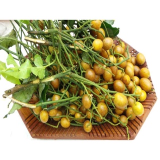Cây Giống Quất Hồng Bì( Vua Của Các Loại Trái Cây Mùa Hè Cực Dễ Trồng Và Chăm Sóc ) .