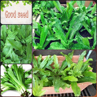 ⚡️HẠT GIỐNG RAU MÙI ( NGÒ GAI) CAO SẢN 5 GAM⚡️ SINH TRƯỞNG NHANH KHỎE