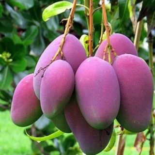 Cây Xoài Tím Thái Giống Chuẩn .