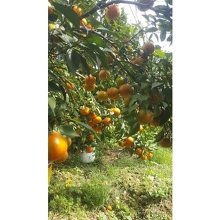 Cây cam Vinh quả to mọng nước rất sai quả, cây giống khoẻ mạnh dễ trồng(ảnh thật hình cuối) .