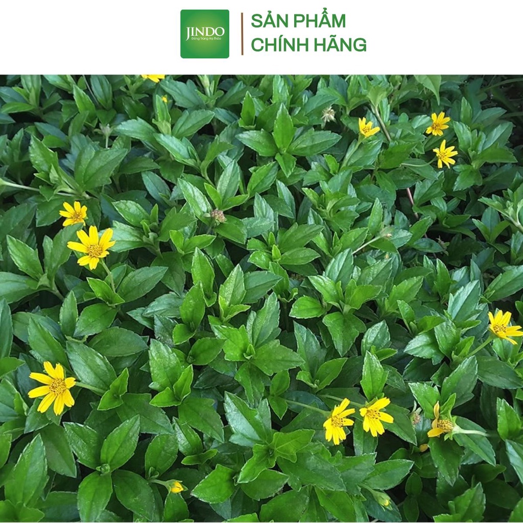Cây sài đất khô cao cấp JINDO 1kg tác dụng hỗ trợ bàng quang và viêm gan hiệu quả
