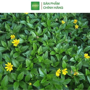 Cây sài đất khô cao cấp JINDO 1kg tác dụng hỗ trợ bàng quang và viêm gan hiệu quả