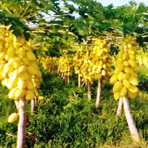 Hạt giống đu đủ vàng