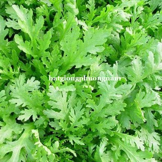 1 Kg - Hạt Giống Tần O Phương Nam