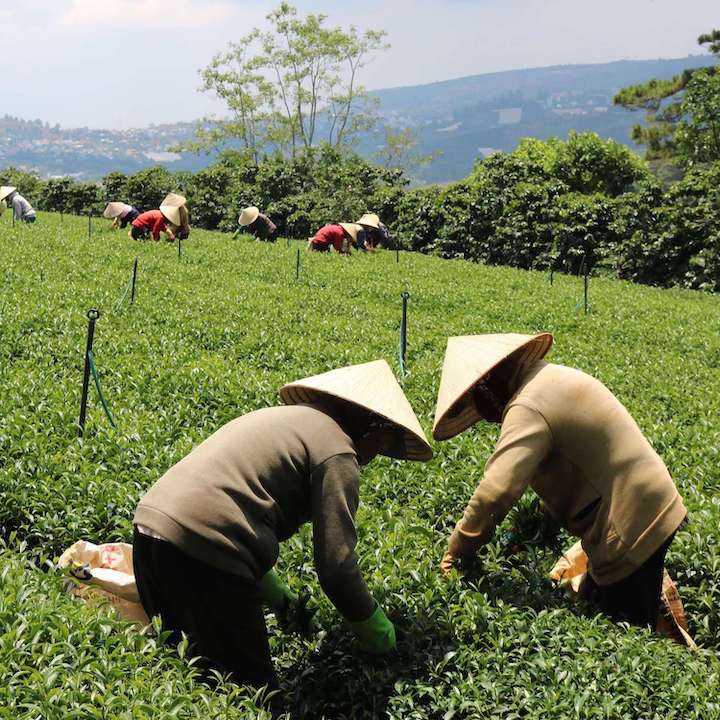 Ảnh Trà Xanh Hương Dứa Dalat Farm - Túi 150Gr 2