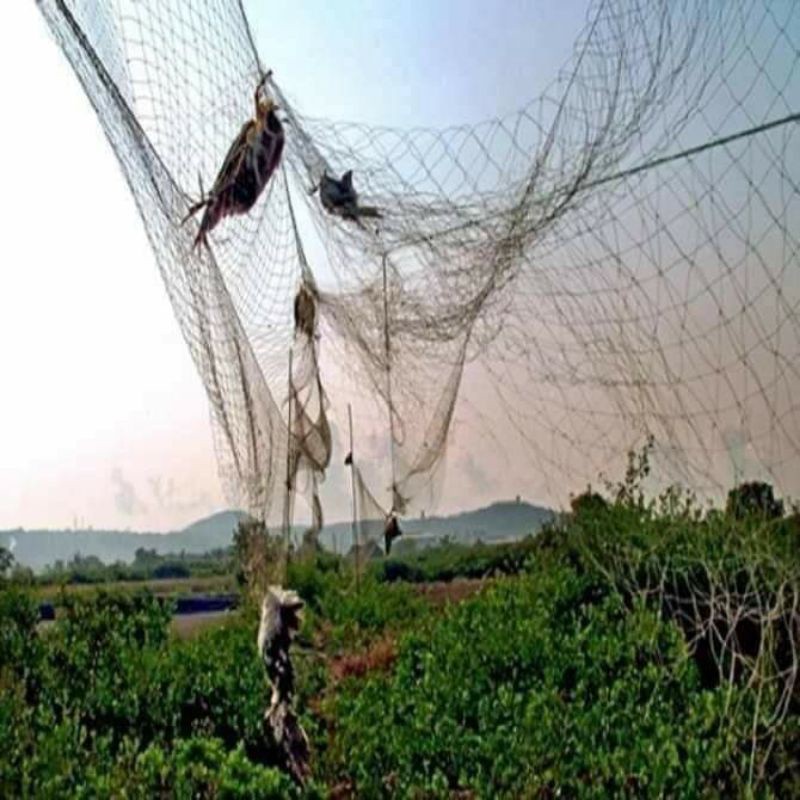 Lưới Bẫy Tàng Hình Hàng Thái Lan Nhiều Kích Thước, Bắt Các Loại Chim ...