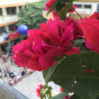 nguyendaospe