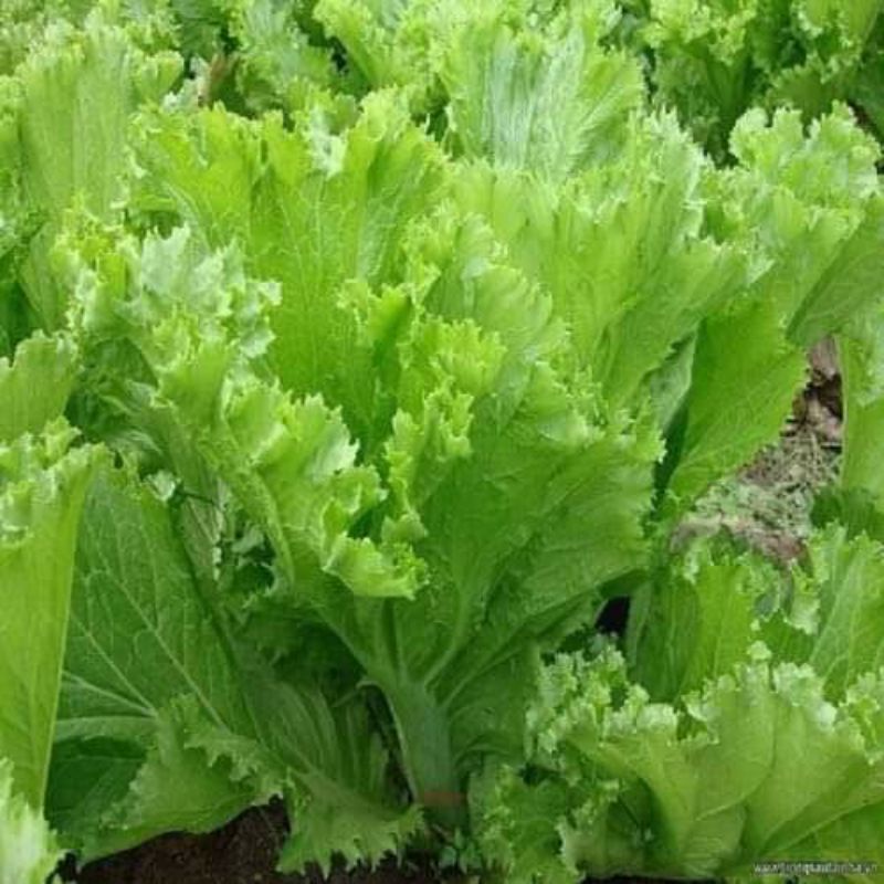 15gam hạt giống cải bẹ mào gà khổng lồ 💥💫ăn ngon, rất năng suất