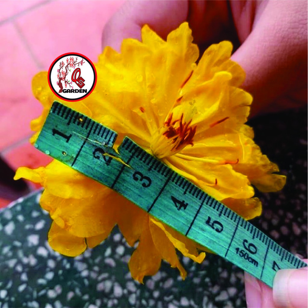 Hoa mai đại lộc 5_49 cánh cây chơi tết khoẻ mạnh