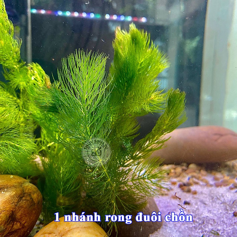 1 Nhánh rong đuôi chồn [chỉ ship HCM] | Shopee Việt Nam