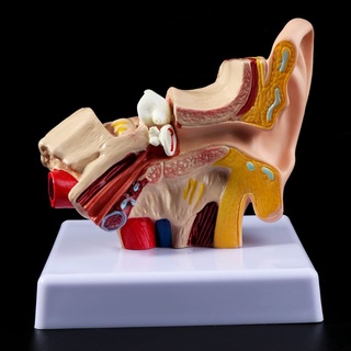 Charmantcc1 1 5 Lần Kích Thước Cuộc Sống Mô Hình Giải Phẫu Tai Người Tổ Chức Vật Dụng Giảng Dạy Chuyên Nghiệp