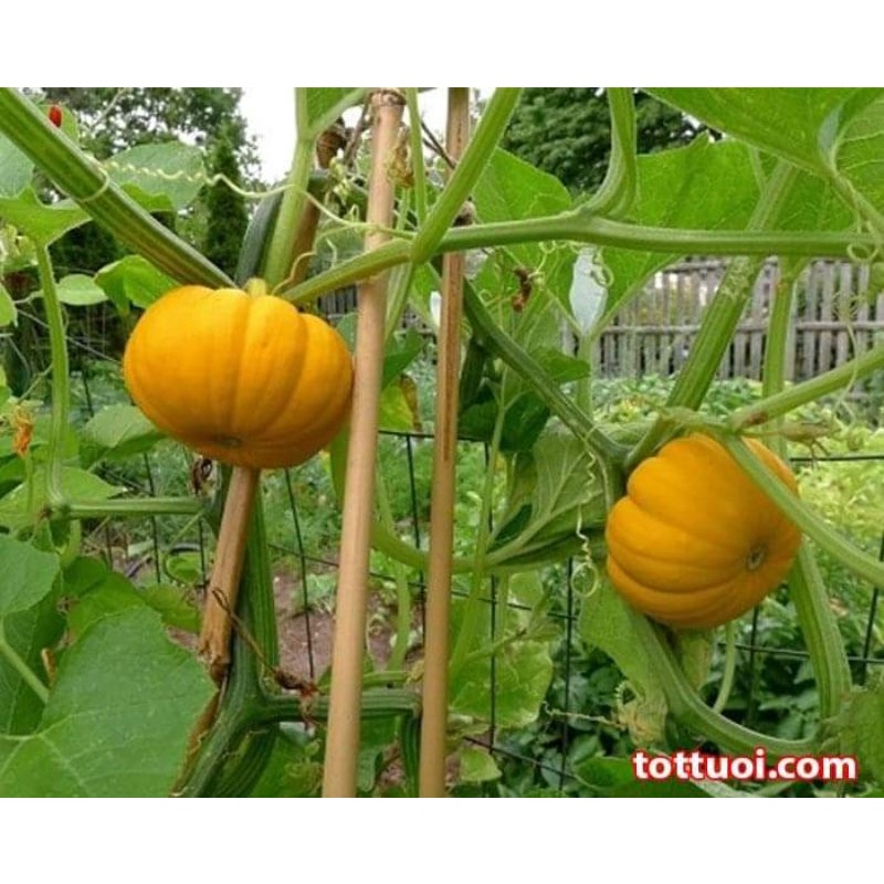 💥hạt giống bí mini nhập khẩu❤️ Dẻo Ngon❤️ chất lượng vượt trội