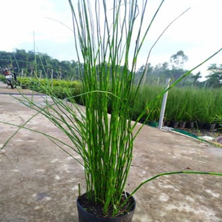 Cây Thiền Trúc (Trúc không lá) - cây cảnh sân vườn