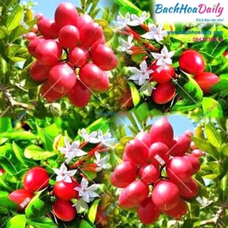 CÂY GIỐNG SIRO LÀM MỨT NƯỚC SIRO DỄ TRỒNG QUẢ QUANH NĂM .