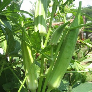 Hạt giống Đậu Bắp Xanh cao sản, sinh trưởng phát triển khoẻ, kháng sâu bệnh tốt , năng xuất cao - 10 gam hạt