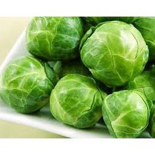 Hạt giống rau cải bắp chịu nhiệt Nhật .