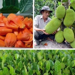 Cây mít ruột đỏ chuẩn giống cây F1 không sâu bệnh cho quả sau hơn một năm, quả ngọt múi có màu đỏ bên trong có mật .