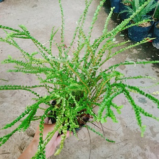 Cây Dương Xỉ Tóc Tiên - cây cảnh để bàn