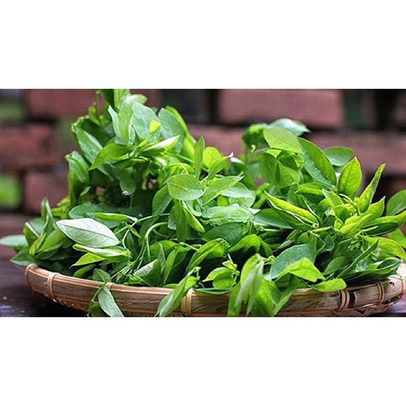 Chậu rau ngót- Cây rau vườn nhà, sạch, khỏe