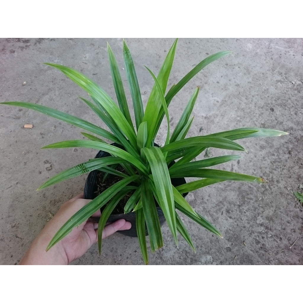 Cây lá dứa ( cây lá nếp ) - cây cảnh sân vườn