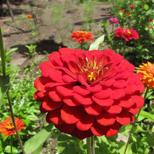 Hạt giống hoa cúc Zinnia (cúc lá nhám)