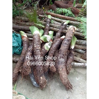 Củ Ráy Voi Rừng trồng làm cảnh | Shopee Việt Nam