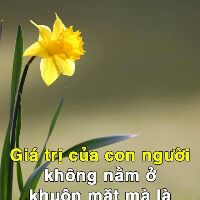 anhtuyetngo13579