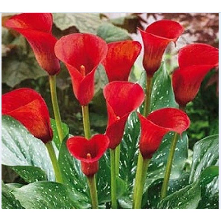 Củ giống hoa rùm màu đỏ_ 1 củ và 1 viên nén ươm củ - HG1 | Shopee Việt Nam