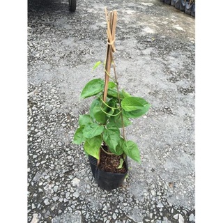 Cây Giống Hoa Thiên Lý Leo Giàn .