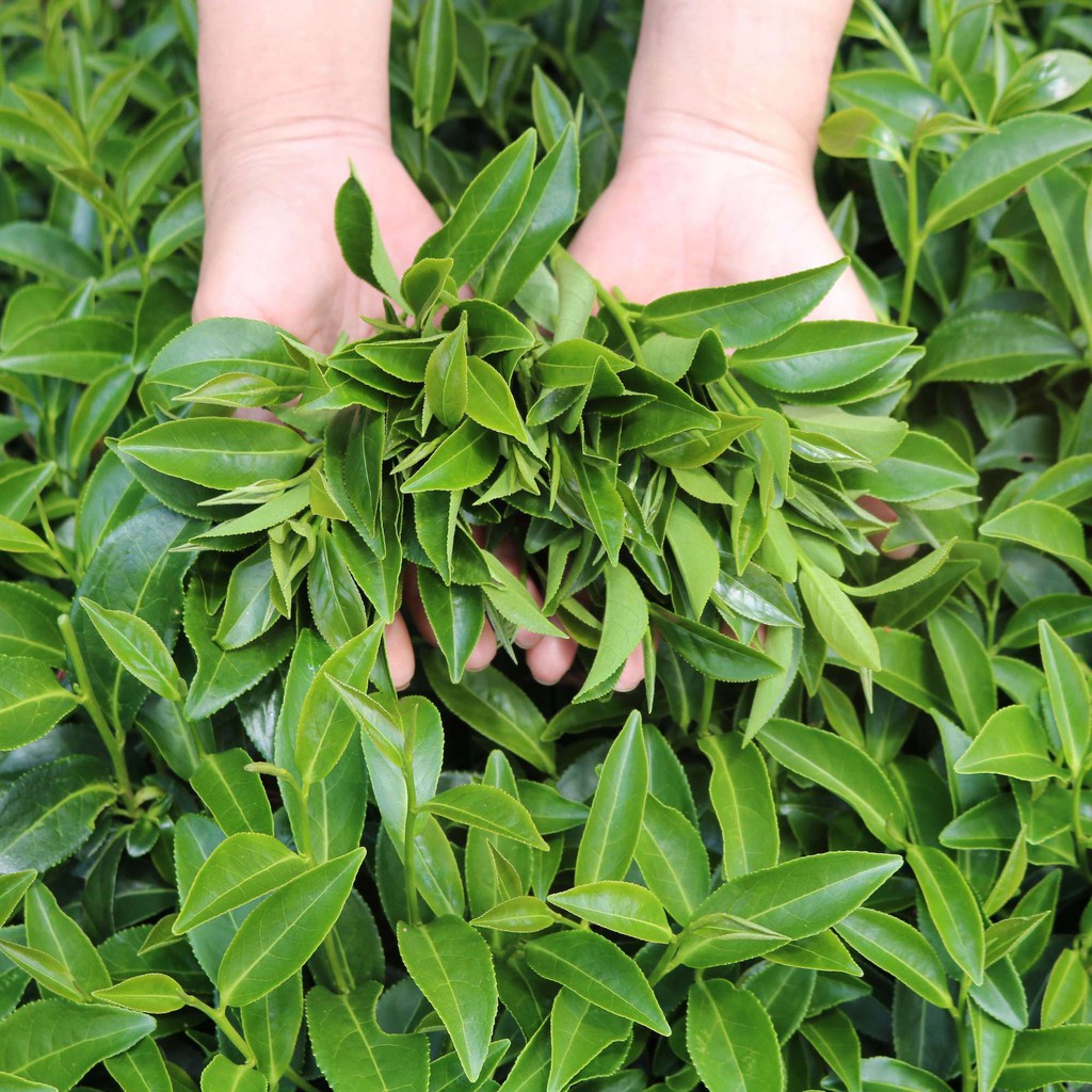 Ảnh Trà Đen (Hồng Trà) Cầu Đất Dalat Farm - Túi 250Gr 3
