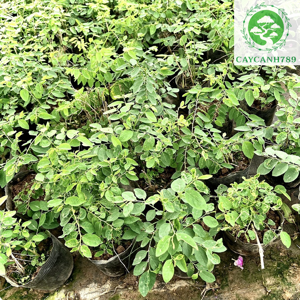 Cây Rau Ngót. | Shopee Việt Nam