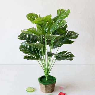 Cây Lá Rùa / Lá trầu bà rách / Monstera Trang Trí 30cm 55cm 76cm - Cây giả decor