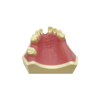 Thực hành cấy ghép nha khoa mô hình răng cho nghiên cứu dạy hàm dưới mx-017