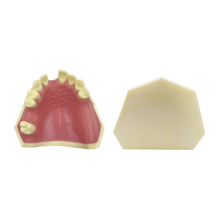 Thực hành cấy ghép nha khoa mô hình răng cho nghiên cứu dạy hàm dưới mx-017