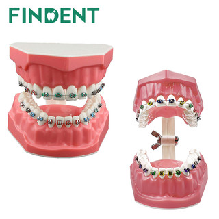 Mô Hình Hỗ Trợ Học Tập Chỉnh Hình Bằng Dây Kim Loại Và Giá Đỡ Tiện Dụng Cho Người Lớn Và Trẻ Em