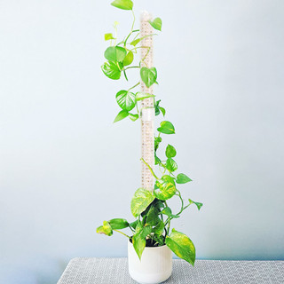 Thanh Giá Đỡ Hỗ Trợ Trồng Cây Dây Leo Chuyên Dụng