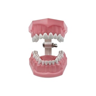 Mô Hình Nha Khoa Đánh Bóng Thực Hành Răng Typodonts Chế Độ Gingiva Có Thể Nhìn Thấy Giải Phẫu Trình Diễn Giảng Dạy Học Kích Thước Tiêu Chuẩn