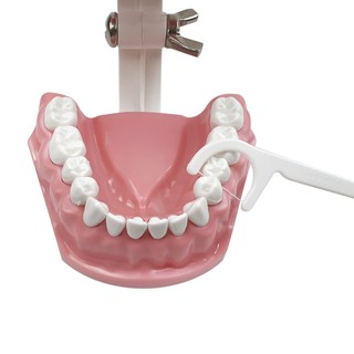 Mô Hình Nha Khoa Đánh Bóng Thực Hành Răng Typodonts Chế Độ Gingiva Có Thể Nhìn Thấy Giải Phẫu Trình Diễn Giảng Dạy Học Kích Thước Tiêu Chuẩn