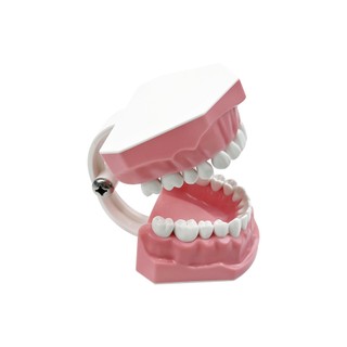 Mô Hình Nha Khoa Đánh Bóng Thực Hành Răng Typodonts Chế Độ Gingiva Có Thể Nhìn Thấy Giải Phẫu Trình Diễn Giảng Dạy Học Kích Thước Tiêu Chuẩn