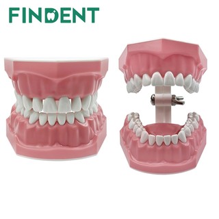 Mô Hình Nha Khoa Đánh Bóng Thực Hành Răng Typodonts Chế Độ Gingiva Có Thể Nhìn Thấy Giải Phẫu Trình Diễn Giảng Dạy Học Kích Thước Tiêu Chuẩn