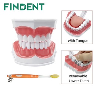 Mô hình răng 2 lần với bàn chải đánh răng Mô hình trình diễn nha khoa với sản phẩm nha khoa lưỡi để nghiên cứu Bàn chải giảng dạy