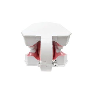 Mô hình răng 2 lần với bàn chải đánh răng Mô hình trình diễn nha khoa với sản phẩm nha khoa lưỡi để nghiên cứu Bàn chải giảng dạy