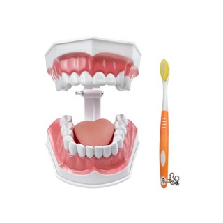 Mô hình răng 2 lần với bàn chải đánh răng Mô hình trình diễn nha khoa với sản phẩm nha khoa lưỡi để nghiên cứu Bàn chải giảng dạy