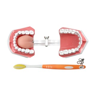 Mô hình răng 2 lần với bàn chải đánh răng Mô hình trình diễn nha khoa với sản phẩm nha khoa lưỡi để nghiên cứu Bàn chải giảng dạy