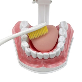 Mô hình răng 2 lần với bàn chải đánh răng Mô hình trình diễn nha khoa với sản phẩm nha khoa lưỡi để nghiên cứu Bàn chải giảng dạy