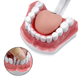 Mô hình răng 2 lần với bàn chải đánh răng Mô hình trình diễn nha khoa với sản phẩm nha khoa lưỡi để nghiên cứu Bàn chải giảng dạy